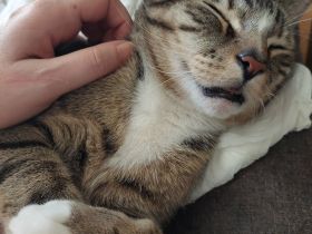 Kater (3J) in liebevolle Hände abzugeben!