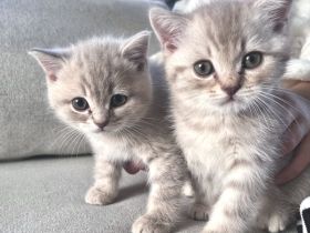 Verschmuste BKH Babykatzen Kitten