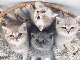 Verschmuste BKH Babykatzen Kitten