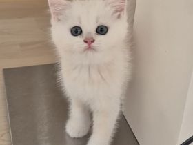 BKH/BLH Kitten Reinrassig mit Stammbaum
