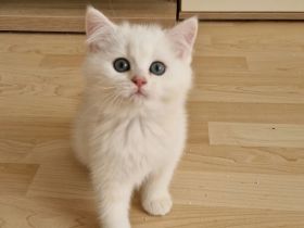 BKH  Kitten Reinrassig mit Stammbaum