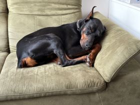 Dobermann in liebevolle Hände abzugeben