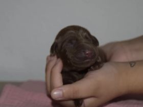 Labrador Welpen