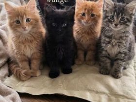 Wunderschöne Maine Coon Kitten suchen ein liebevolles Zuhause 🐾