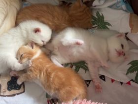 BKH max Ragdoll Kitten suchen liebevolles Zuhause