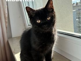 Britisch Kurzhaar Katzenbabys
