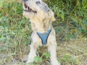 Cairn Terrier Mix Benji