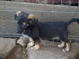 Lilith sucht ein Zuhause