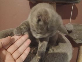 Kleine BKH-Prinzessin (4 Monate, Grau-Blau-Creme) sucht neues Personal!