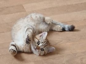 kleine Pfingst Rabauken suchen neuen Wirkungskreis!(Bkh Kitten)