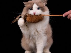 Ragdoll Zuchtkater für kontrollierte Fremddeckungen