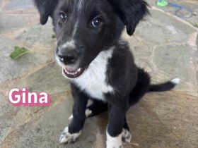 Gina, 05/26 - Welpenmädel sucht Familie