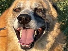 Kostas, 08/20 - sanfter, ruhiger Riese sucht Familie