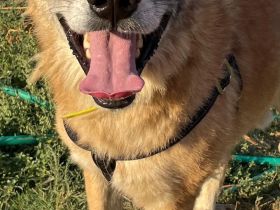 Kostas, 08/20 - sanfter, ruhiger Riese sucht Familie