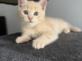 Liebevolle aufgezogene BKH Mix Kitten