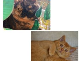 BKH Katze und Kater mit Stammbaum