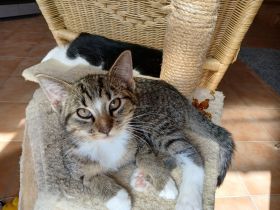 2 junge Kater getigert und Schwarz-Weiß, Kätzchen 3 Monate, als Pärchen abzugeben