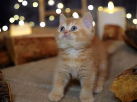 BKH Kitten mit Stammbaum