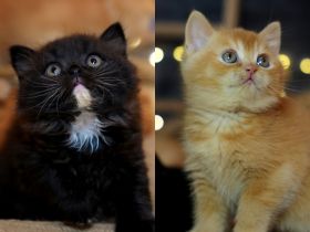 BKH Kitten mit Stammbaum