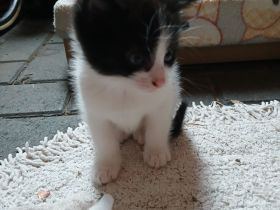 Kleine Katze und kleiner Kater abzugeben, als Pärchen