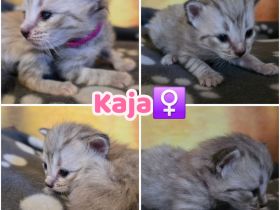 Norwegische Waldkatzen Kitten reinrassig mit Stammbaum