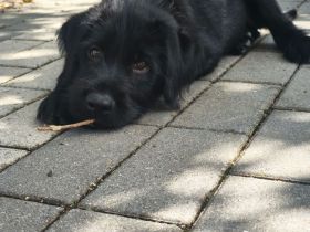 Labrador-schafpudel-welpen