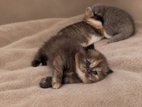 BKH mit Stammbaum britisch Kurzhaar kitten Champion Verpaarung