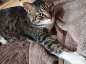 Zuhause gesucht für Aristoteles