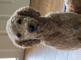 Labradoodle F2 Edgar Elva's F2 - Vincent