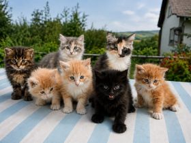Super süsse Main Coon Kitten suchen liebevolles Zuhause