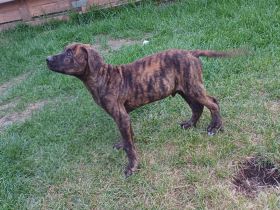 Hübscher Cane Corso Mix Rüde 3 Monate sucht sein für immer Zuhause