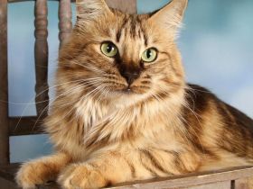 Norwegischer Waldkatze - amber (kastriert)