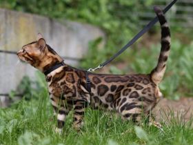 Reinrassige Bengal Kitten Brown Tabby Spotted