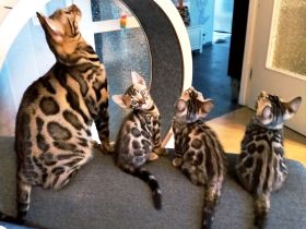 Bengal Kitten Mini-Leoparden