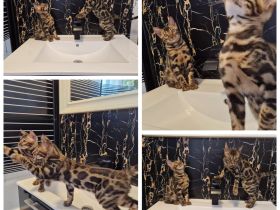 Reinrassige Bengal Kitten Brown Tabby Spotted