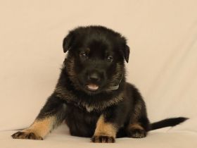 Schäferhund Welpe Tripolini sucht Dich!