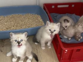 🤍Bezaubernde Ragdoll / Heilige Birma Mix Kitten (Mama Ragdoll, Papa Seal Point)
