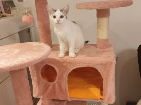 Babykatzen suchen neue Zuhause