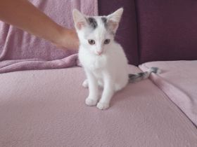 Babykatzen suchen neue Zuhause