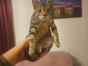 Babykatzen suchen neue Zuhause