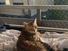 Abgabe für einen Katze