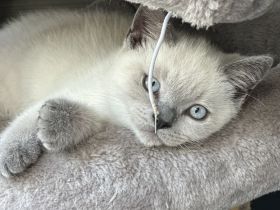 BKH Blue Point Kater