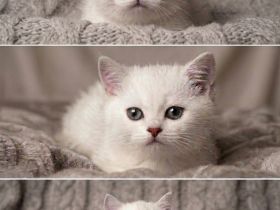 BKH Kitten mit Stammbaum black Silver shaded