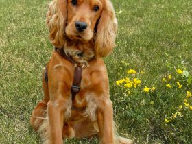 Red Oskar