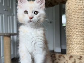 Reinrassige Maine-Coon-Kätzchen