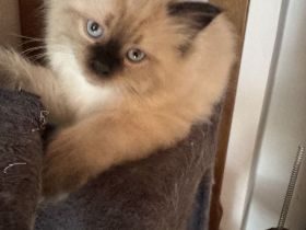 Neva Masquarade Kitten