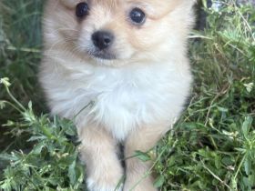 Yorkshire Terrier Shi Tzu Mix