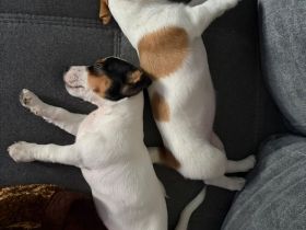 Jack-Russell-Mix-Hündin abzugeben 🐾