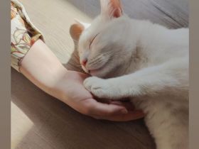 Nanouk sucht Zuhause