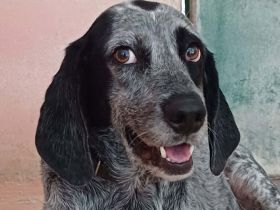 PATCH, männlicher Hound